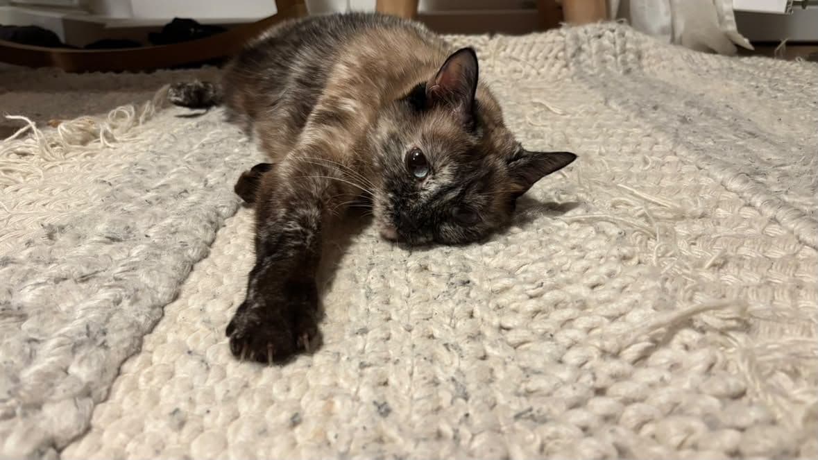 Cute cat of a friend
