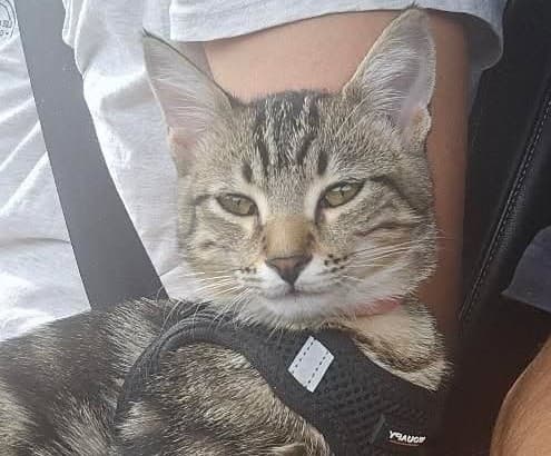 Another cute cat